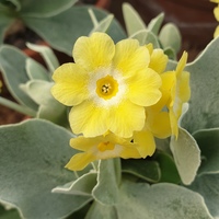 Primula auricula SDR5705 